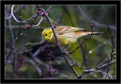 yellowhammer 1.jpg