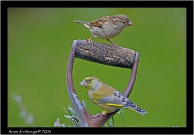 PC-green sparrow.jpg