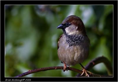sparrow 2.jpg