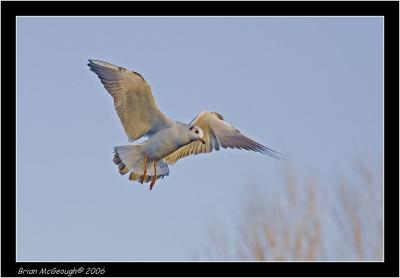 g3/08/436508/3/58309926.BHGULL.jpg
