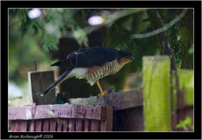 sparrowhawk with wood mouse.jpg