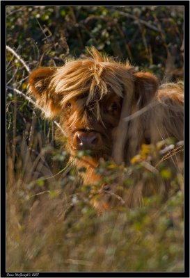 Highland coo 2.jpg