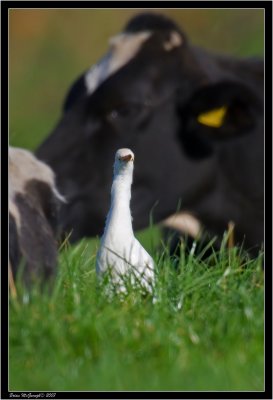 Cattle Egret 1.jpg
