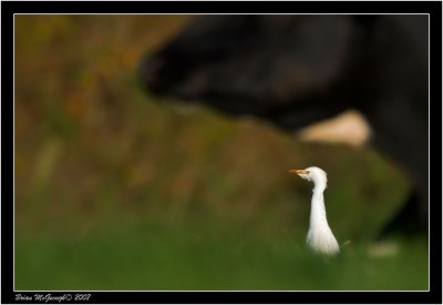 Cattle Egret 3.jpg