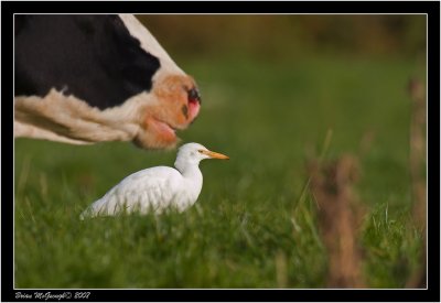 Cattle Egret.jpg