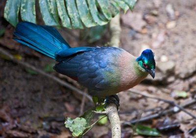 Purple crested Lourie