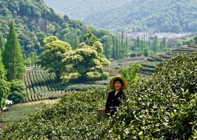 A happy tea picker at work