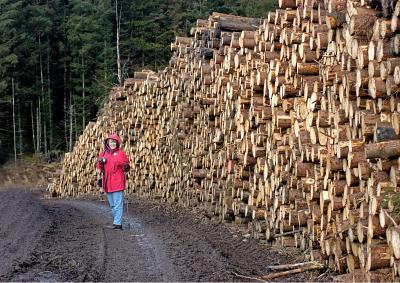Marilyn photographs the logs.