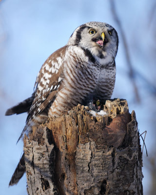 Chouette Epervire. Northern Hawk Owl.