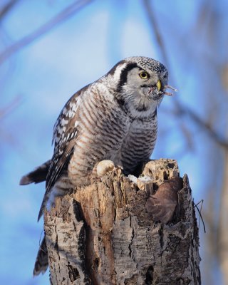 Chouette Epervire. Northern Hawk Owl.