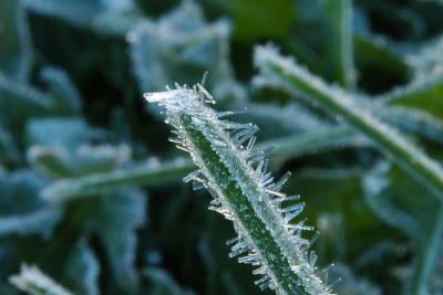 Frost on a blade of grass