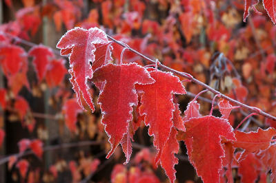 Frost on Maple Leaves