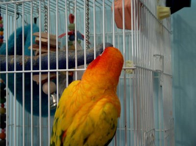 Parrot climbs on his cage
