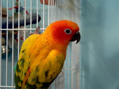 Parrot climbs on his cage and looks sideways