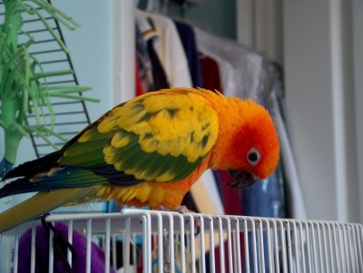 Parrot on top of his cage
