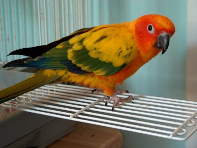 Parrot the Conure