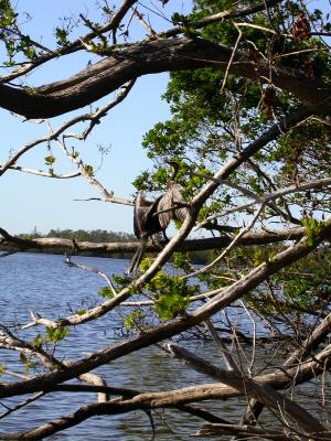 Dec., 2005. to Everglades, FL