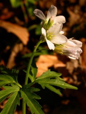 smallDSCN8954.JPG