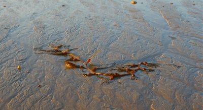 beaches_and_gardens_of_california