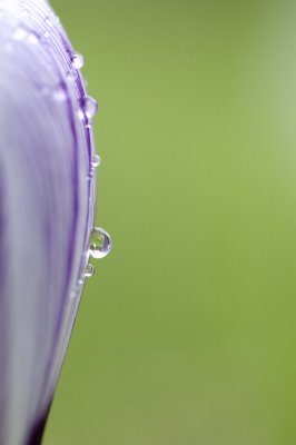 crocus drops 2