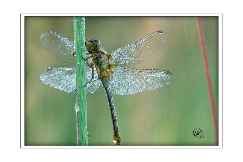 Damsel Fly & Dew