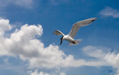 Free as a Bird