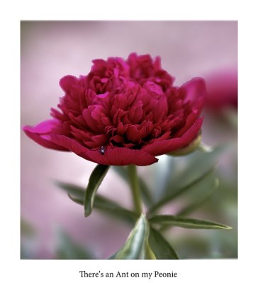 peony-0013.jpg