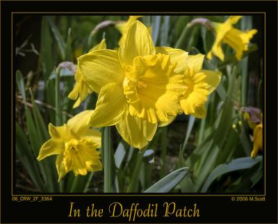 Daffodil_patch_3364.jpg
