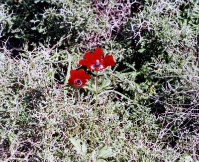 Field Poppies