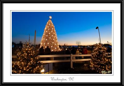 National Christmas tree in Washington, DC