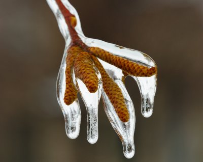 Freezing Rain