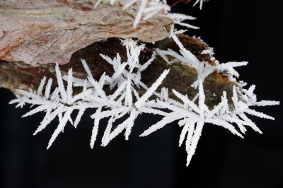 Hoar frost on tree bark