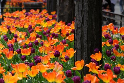 Michigan Avenue Tulips