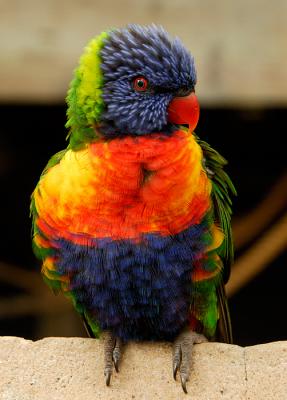 Australian Lorikeet