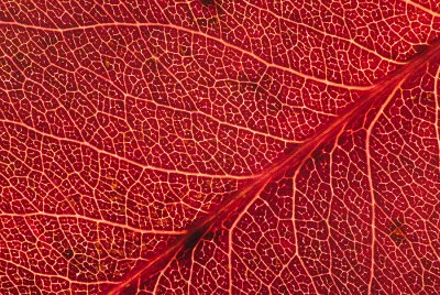 Flowering Pear leaf in autumn 1