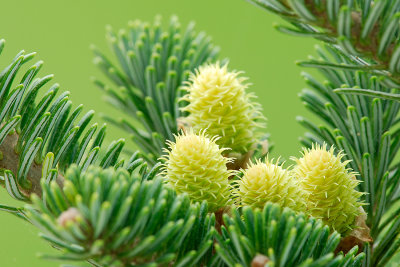 Infant Pine Cones