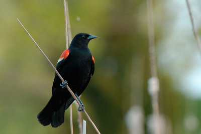 Red Winged Blackbird