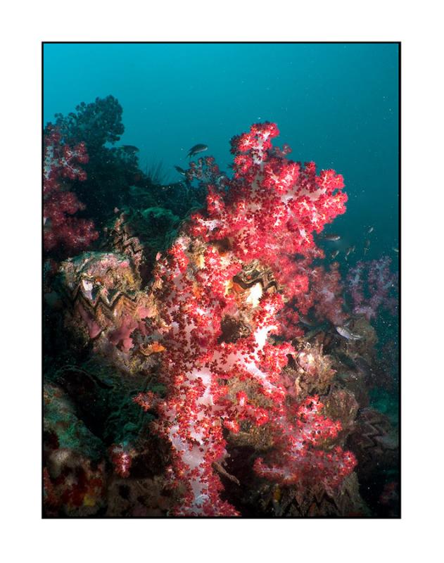 Shark point corals
