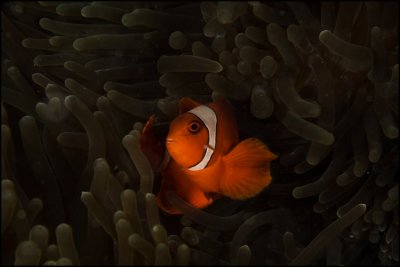 Chiaroscuro spiny cheek clownfish