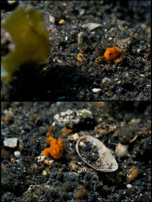 The incredible adventures of the smallest frogfish in the world