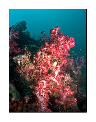 Shark point corals