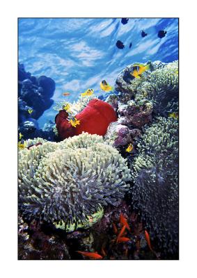 Panorama reef