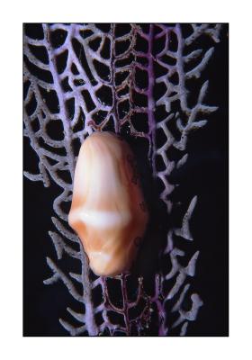 Flamingo tongue