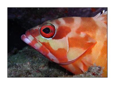 g3/08/573308/3/54886510.Chumphonredgrouper.jpg