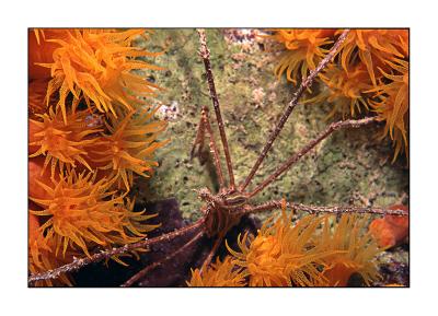 Arrow Crab