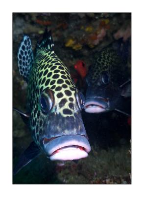 g3/08/573308/3/54886512.biglipsSipadan.jpg