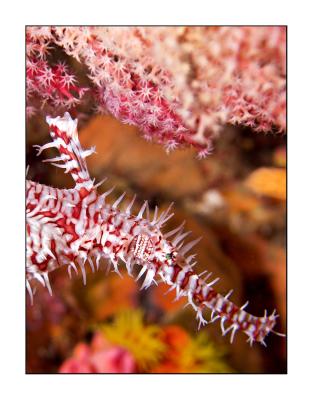 Harlequin Ghostpipefish