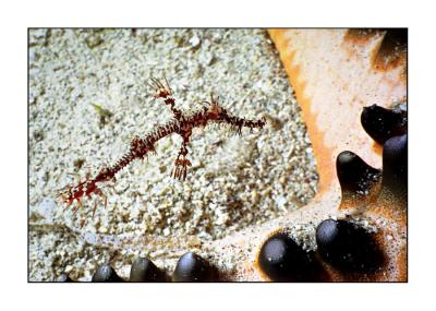 Ghostpipefish & starfish