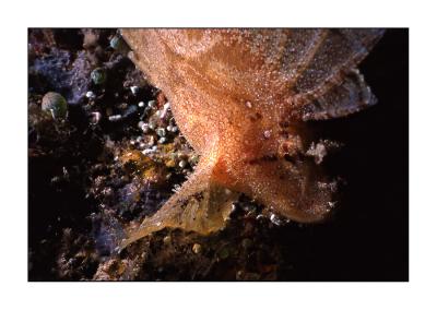 g3/08/573308/3/54886518.Leafscorpionfish.jpg