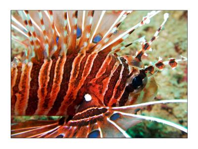 g3/08/573308/3/54886535.SmallPterois.jpg